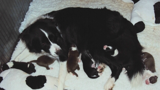 Charley with her first Litter