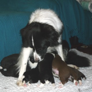 Charley and Puppies