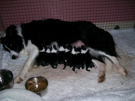 Fern with her second litter