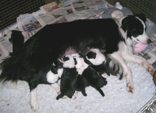 Tia with her puppies